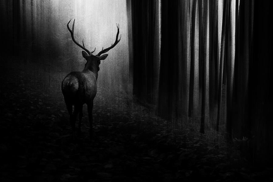 Deer Photograph - Stag by Doris Reindl