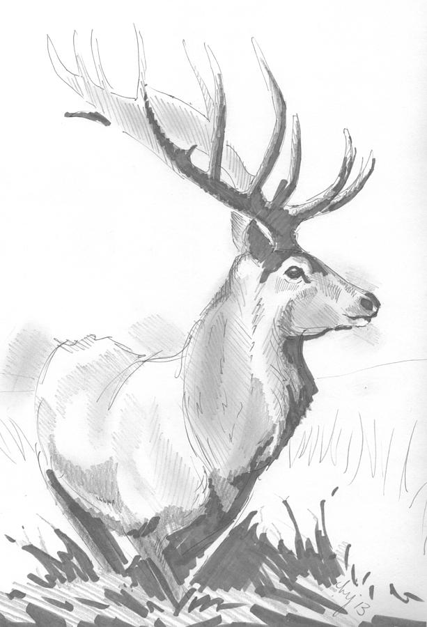 Stag Drawing Drawing
