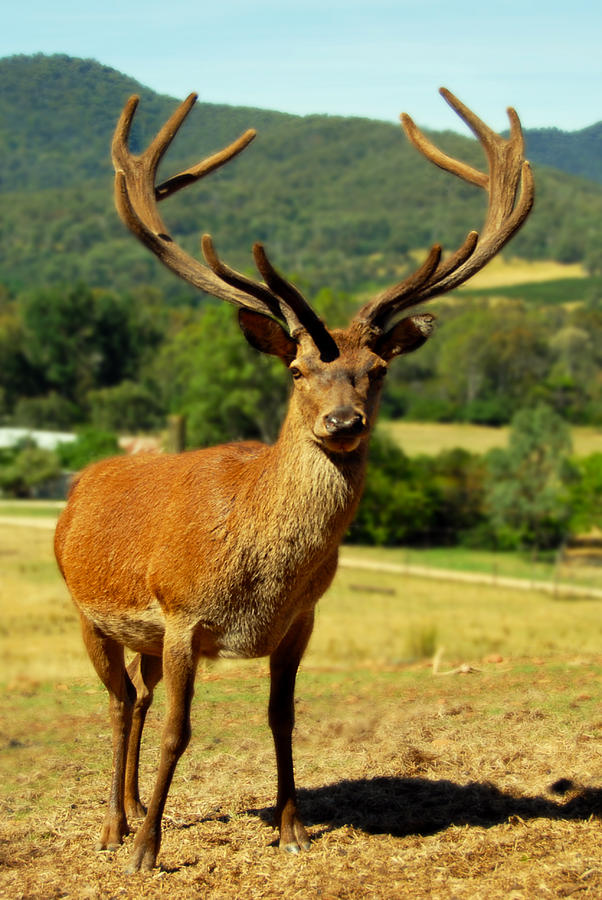Stag Photograph by Glen Johnson