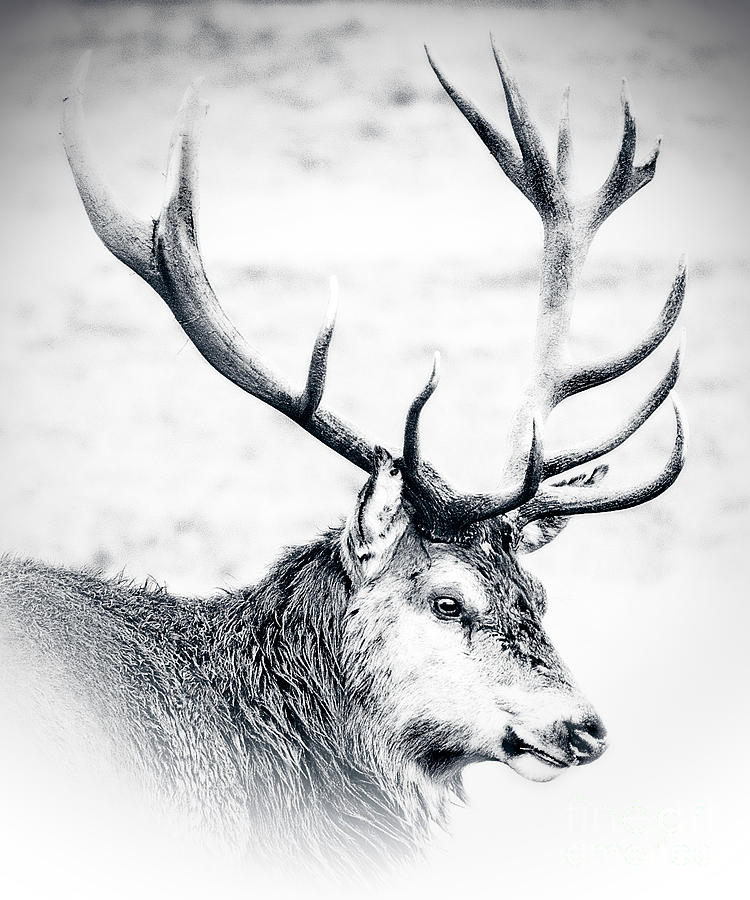 Stag In Black And White Photograph by Linsey Williams