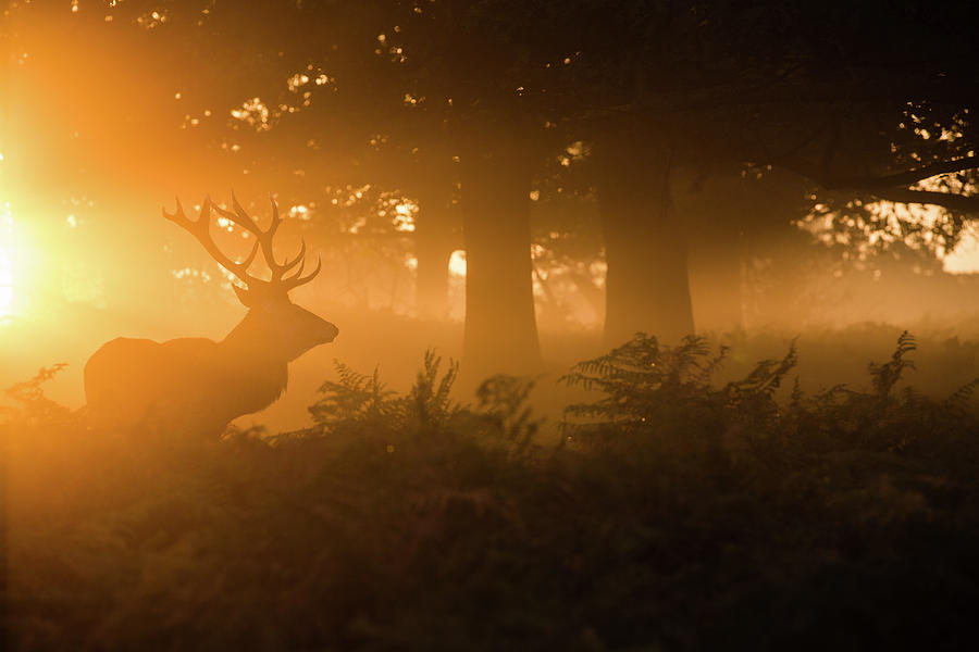 Deer Photograph - Stag In The Mist by Stuart Harling