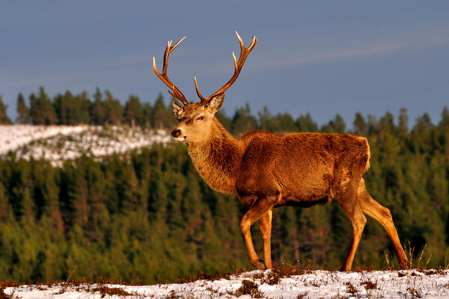 Stag in the Winter Sun Photograph by Gavin Macrae
