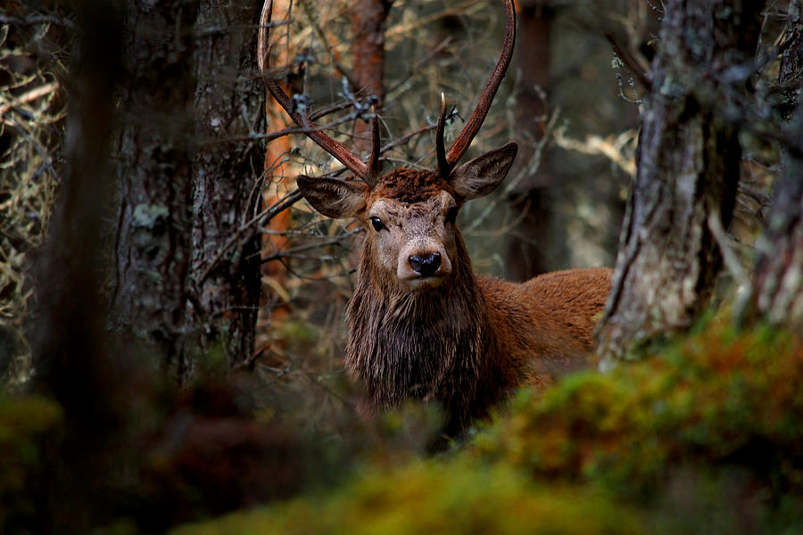 Stag in the woods Photograph by Gavin Macrae
