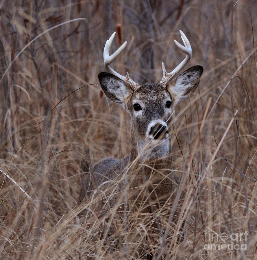 Deer Photograph - Stag by Lori Tordsen