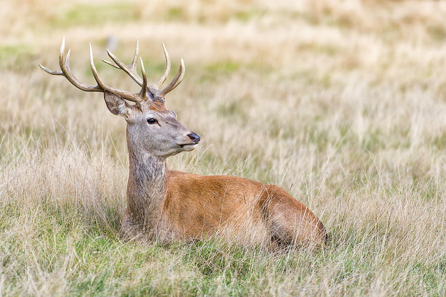 Stag or Hart - The male red deer Photograph by Twilight View - Fine Art ...