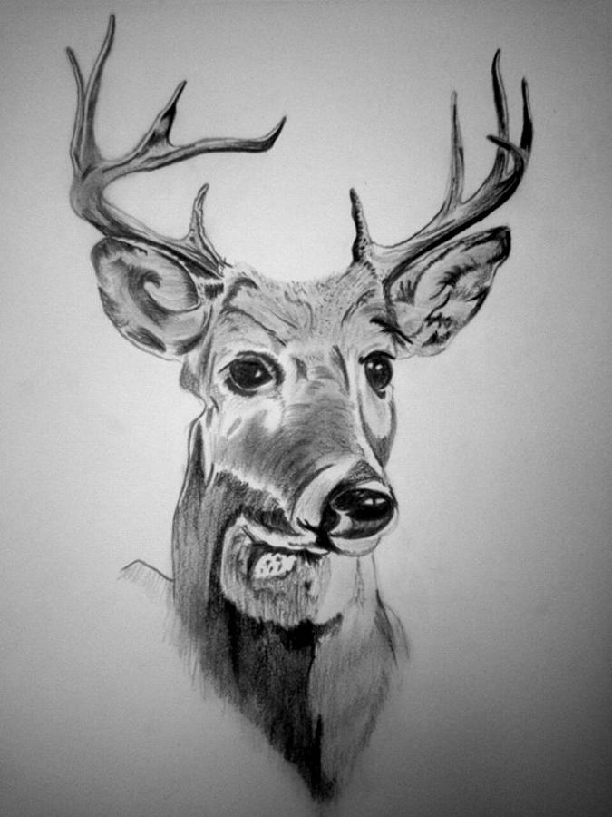 Stag Drawing by Prerit Agrawal - Fine Art America