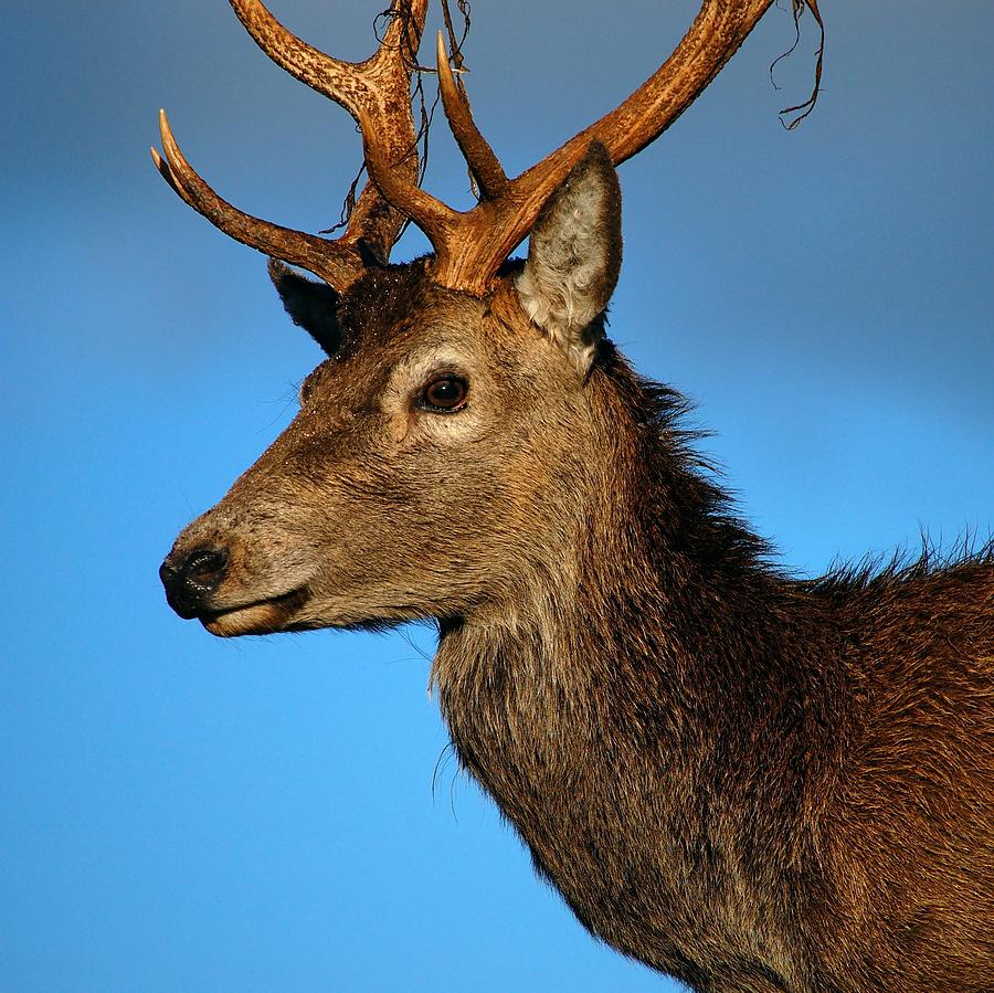 Stag profile Photograph by Gavin Macrae