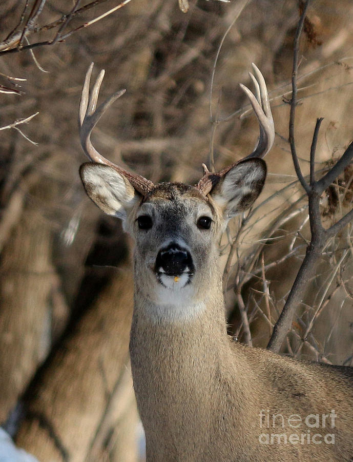 Deer Photograph - Stag Profile by Lori Tordsen