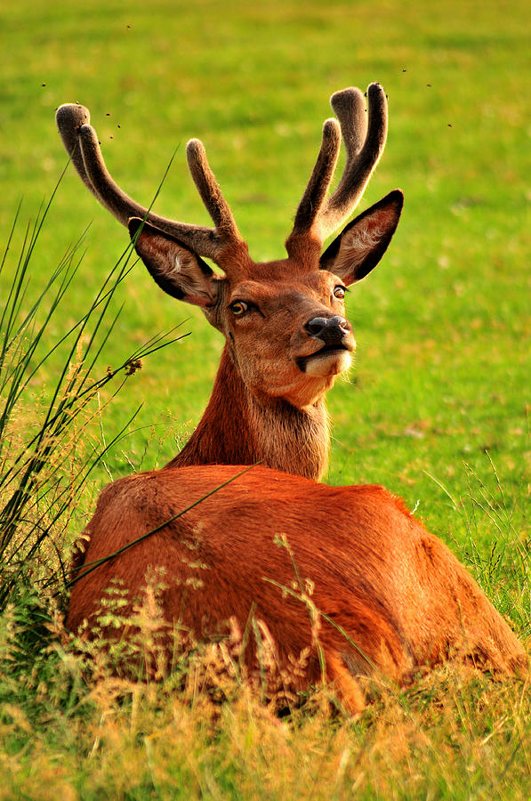 Nature Photograph - Stag by Rachel  Slater