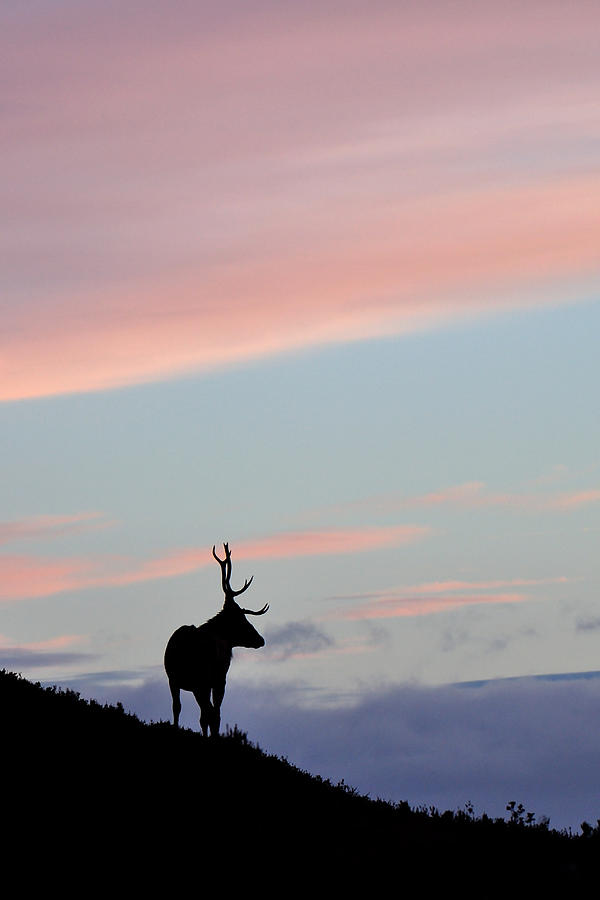 Stag Silhouette Photograph by Gavin Macrae