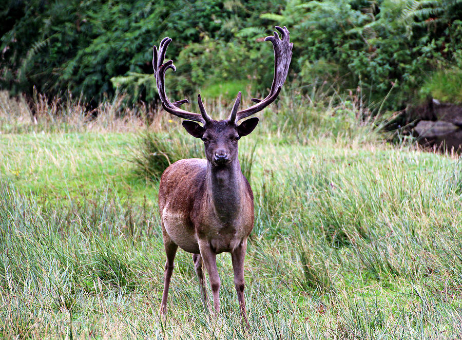 Stag  Photograph by Tom Conway