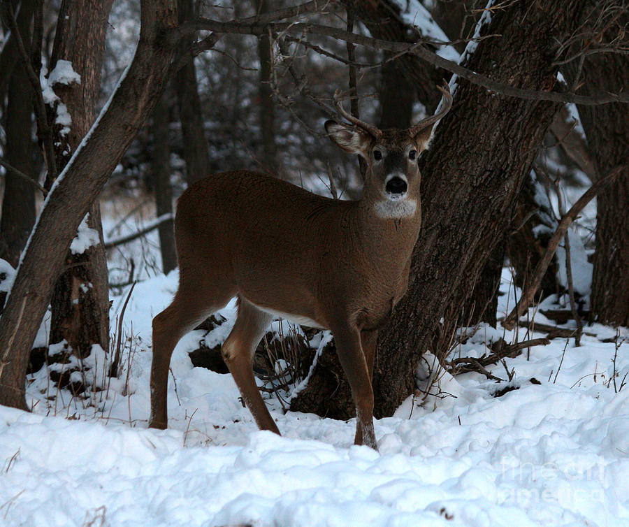 Stag whitetail Photograph by Lori Tordsen - Pixels