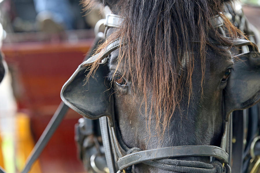 Horse Photograph - Stagecoach by Lynn Sprowl