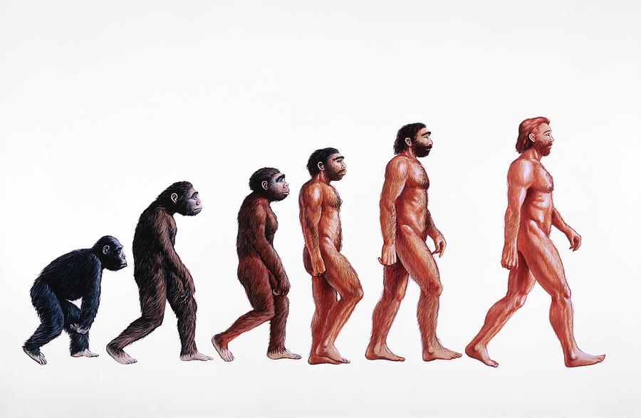Ape Photograph - Stages In Human Evolution by David Gifford