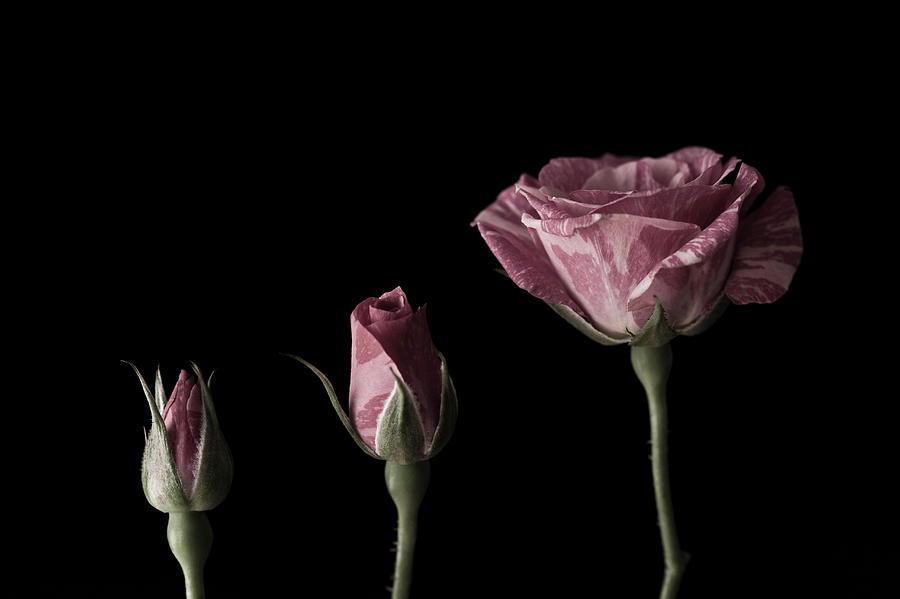 Stages Of A Rose Blooming From Bud To by Kristin Duvall