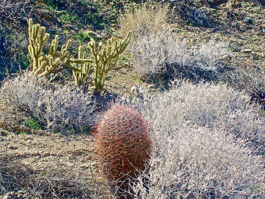 Landscape Photograph - Staghorn and Barrel Cacti along Fern Trail in Indian Canyons near Palm Springs-California  by Ruth Hager
