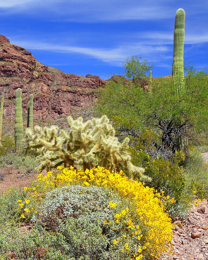 Staghorn and Saguaro Photograph by Mel Burke - Fine Art America