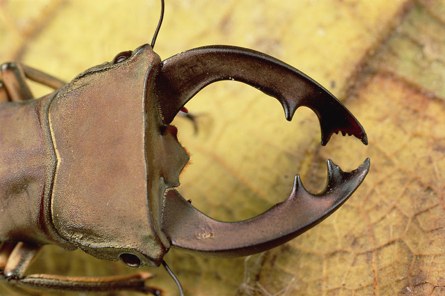 Staghorn Beetle Close-up Papua New Photograph by Mark Moffett