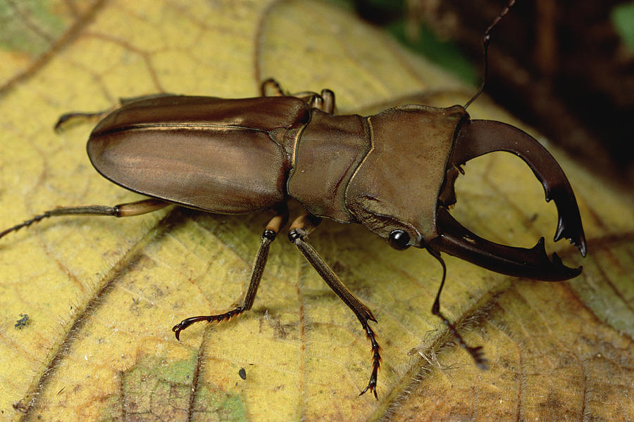 Staghorn Beetle Portrait Papua New Photograph by Mark Moffett
