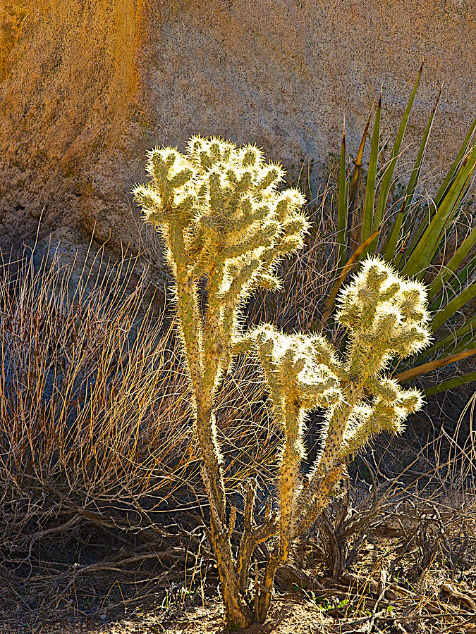 Cholla Cactus Catching Sunlight in Joshua Tree National Park, California Photograph by Ruth Hager
