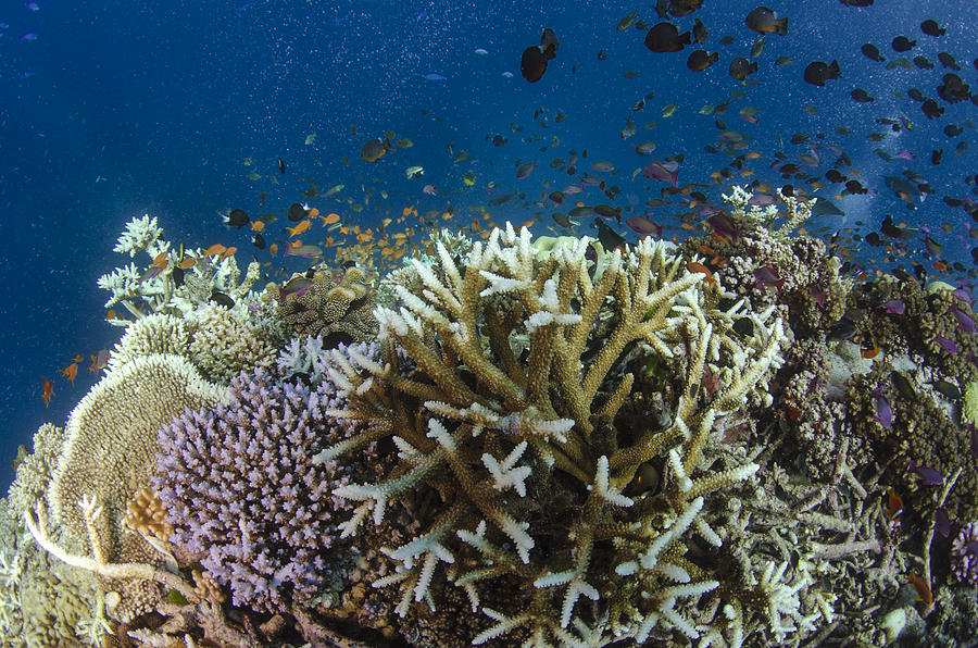 Staghorn Coral And Fish Koro Island Fiji Photograph by Pete Oxford