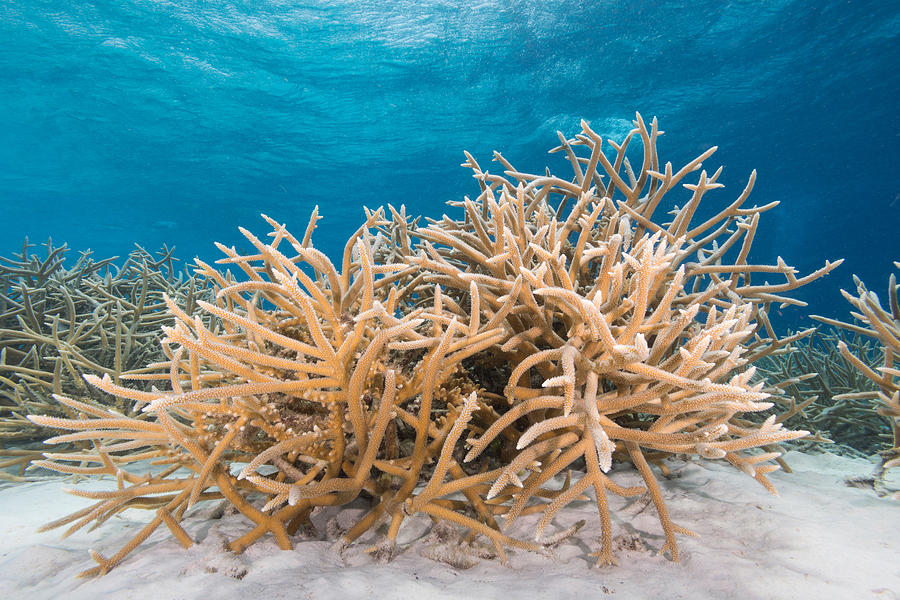 Staghorn Coral Photograph by Andrew J. Martinez