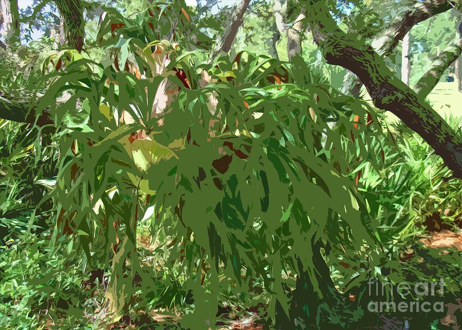 Staghorn Cutout Photograph by Nancy L Marshall
