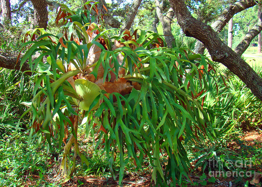Nature Photograph - Staghorn Fern by Nancy L Marshall