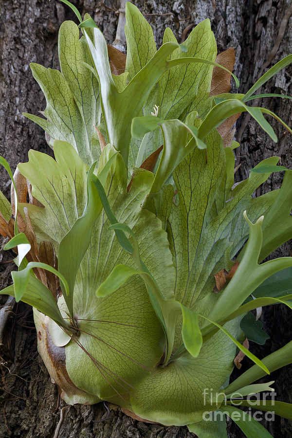 Staghorn Fern on a Tree Photograph by Heiko Koehrer-Wagner
