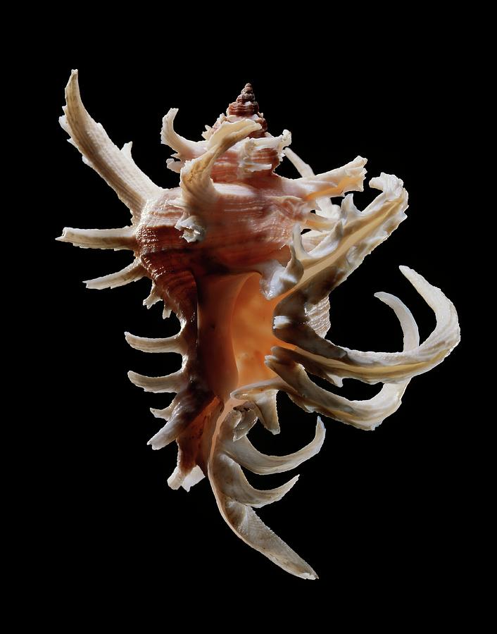 murex sea snail