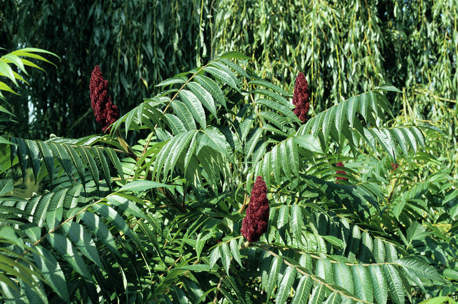 Nature Photograph - Staghorn Sumac Fruits by Jim D Saul/science Photo Library