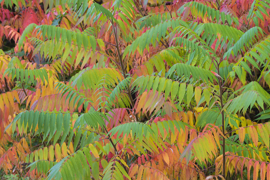 Staghorn Sumac In Autumn Photograph by John Shaw