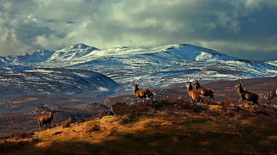 Stags at Strathglass Photograph by Macrae Images