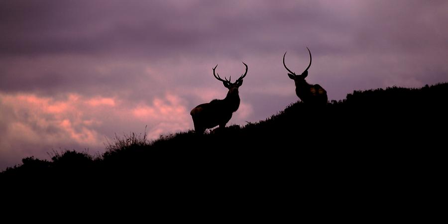 Stags silhouette Photograph by Gavin Macrae