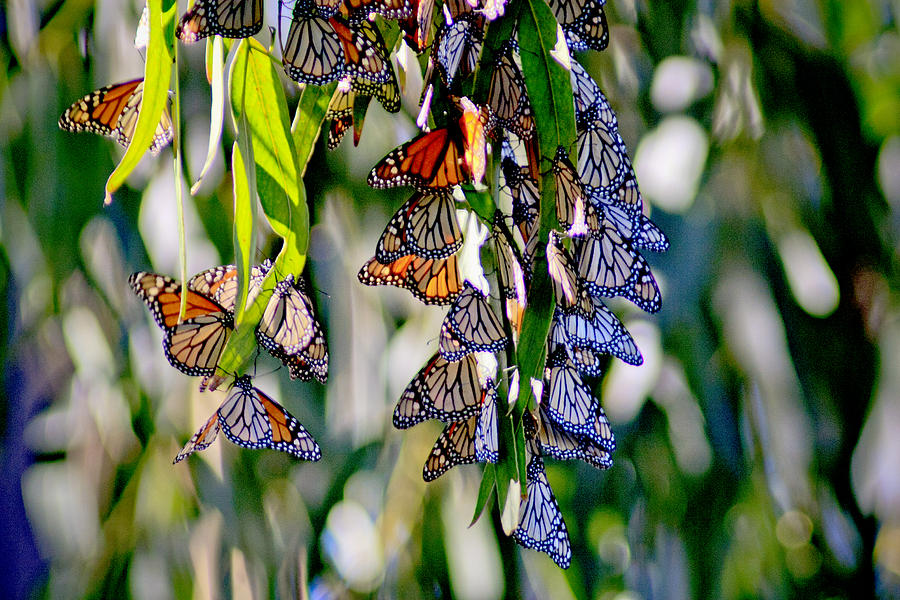 Butterfly Photograph - Stained Glass Butterflies by Her Arts Desire