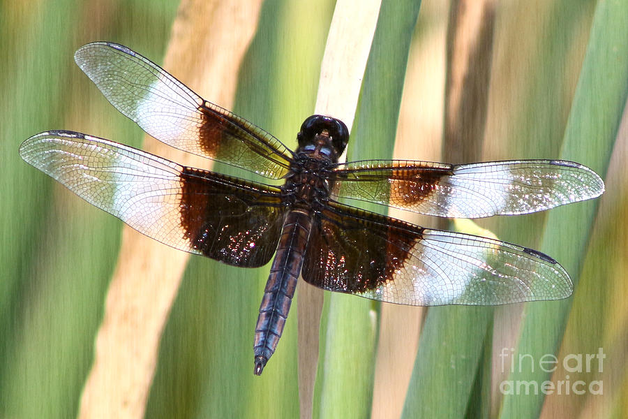 Stained Glass Dragonfly Photograph by Anita Oakley