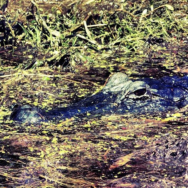 Neworleans Photograph - Stained Glass Gator. In The Bayou by Michele Beere