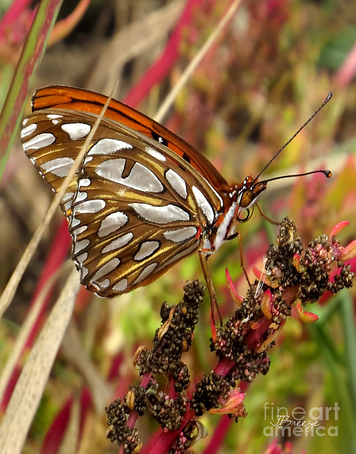 Butterfly Photograph - Stained Glass Gulf Fritillary by Jennie Breeze