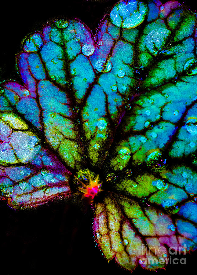 Abstract Photograph - Stained Glass Leaf by Mitch Shindelbower