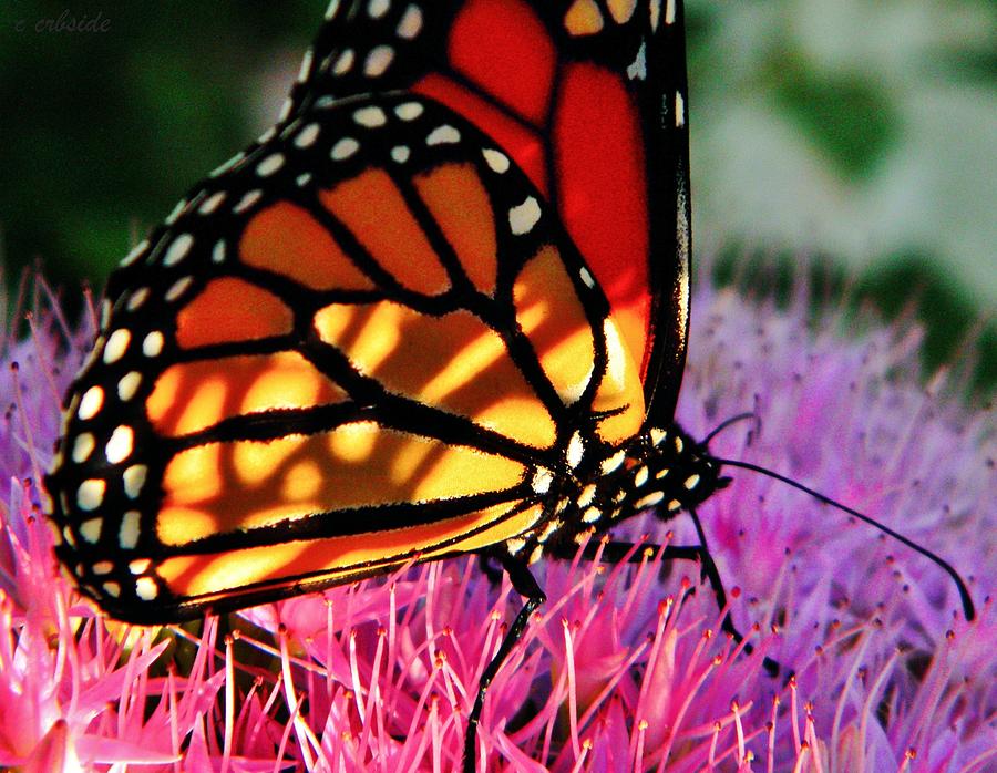 Stained Glass Monarch  Photograph by Chris Berry