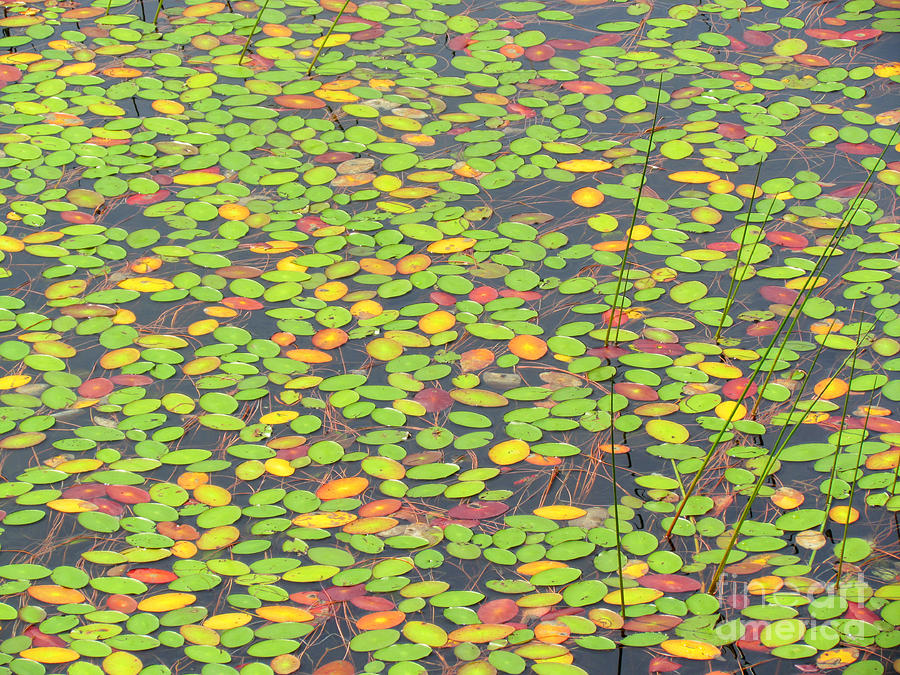 Stained Glass Pond Photograph