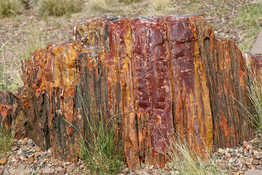 Stained Stump Photograph by Susan Herber