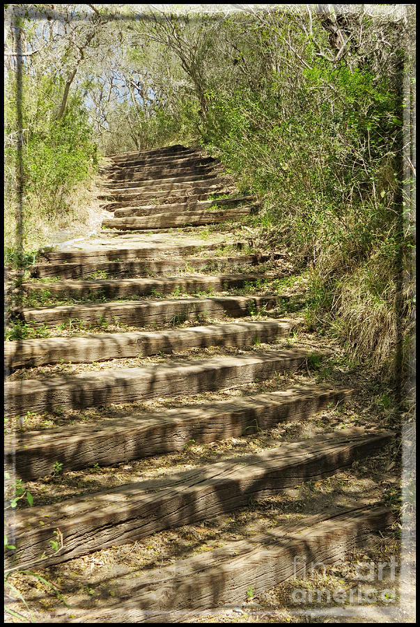 Stair Steps In the Forest Photograph by Ella Kaye Dickey