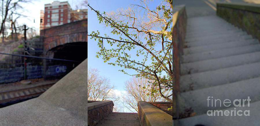 Tree Photograph - Stair Triptych by Danielle Lebenson