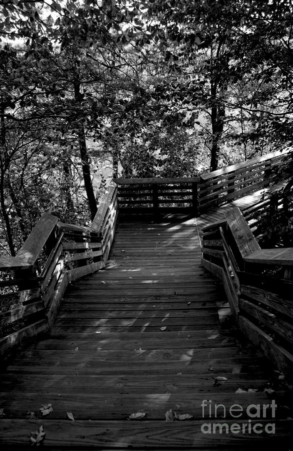 Stairs in the Woods Photograph by Deborah Adkins - Pixels