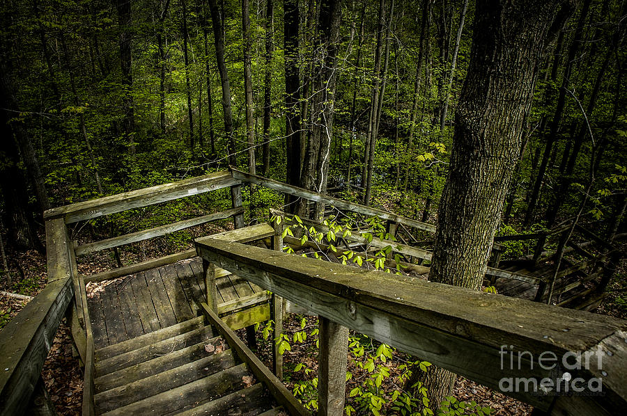 Stairs in to the Woods Photograph by Ronald Grogan
