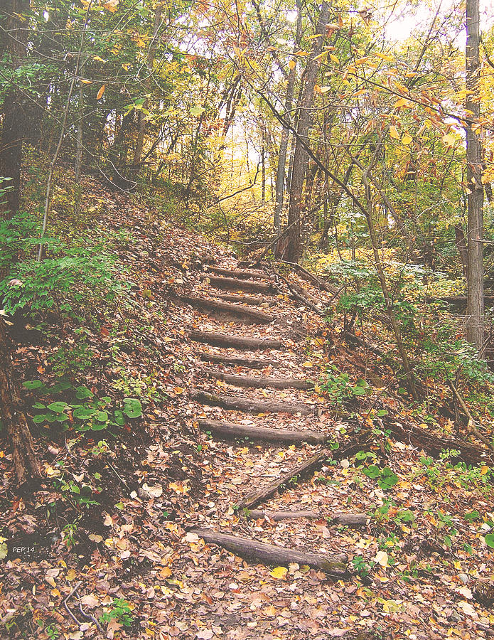 Stairs Into The Forest Photograph by Phil Perkins