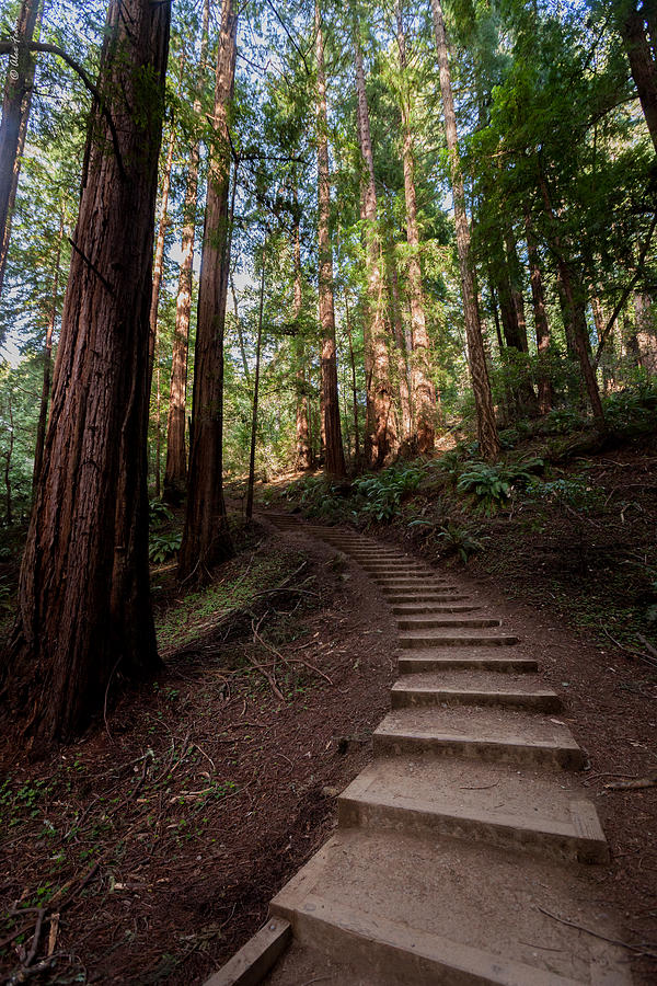 Stairs into the Woods Photograph by Alexander Fedin