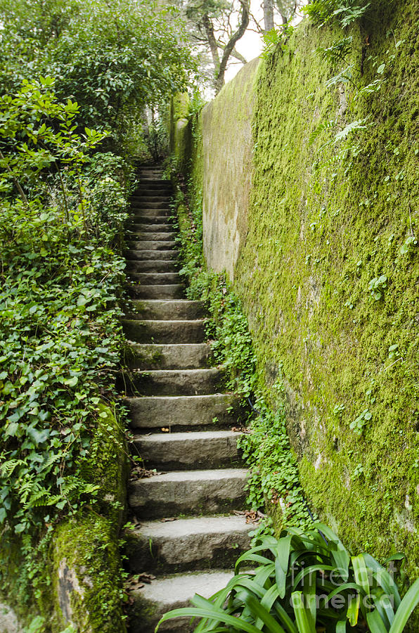 Castle Photograph - Stairs Through The Ivy by Deborah Smolinske