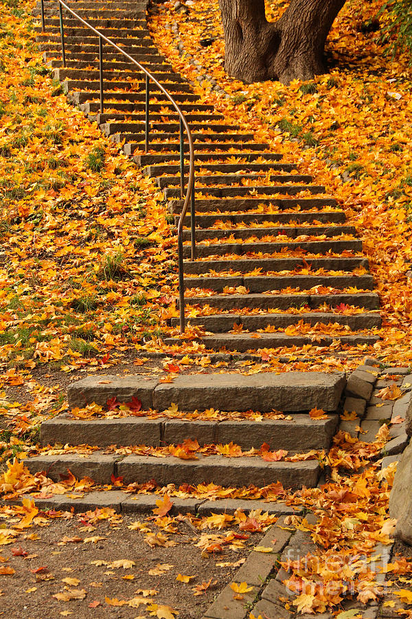 Stairs With Autumn Leaves Photograph